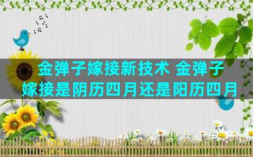 金弹子嫁接新技术 金弹子嫁接是阴历四月还是阳历四月